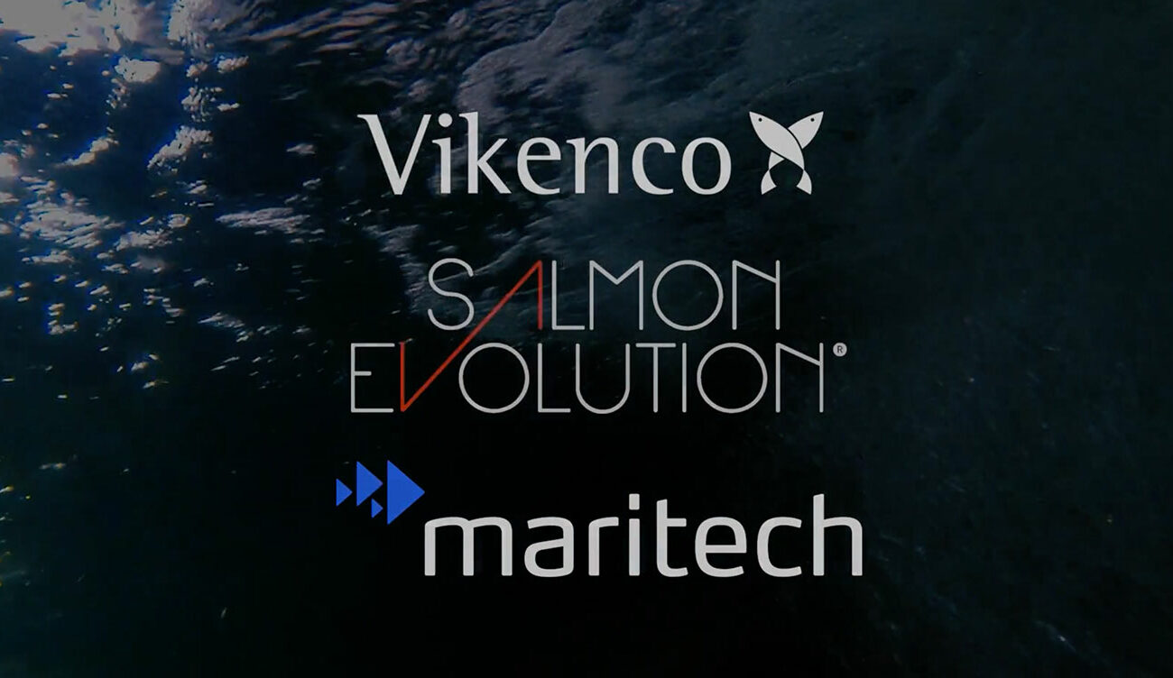 Vikenco, Salmon Evolution and Maritech logos. Illustration