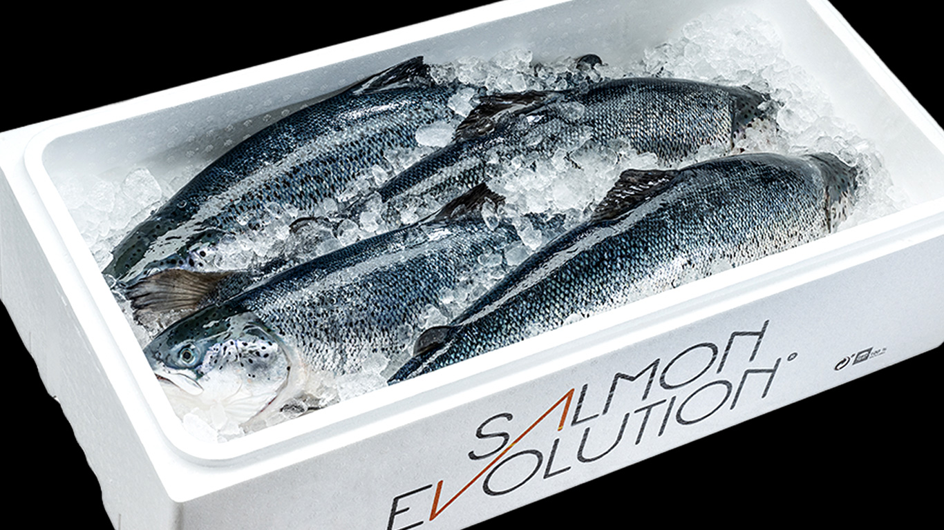 Salmon Evolution whole fish on ice. Photo