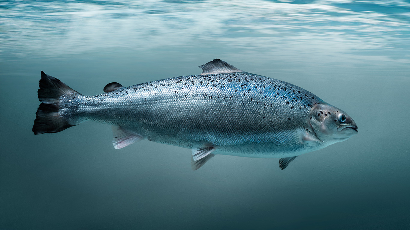 Salmon swimming in tank from Salmon Evolution. Photo