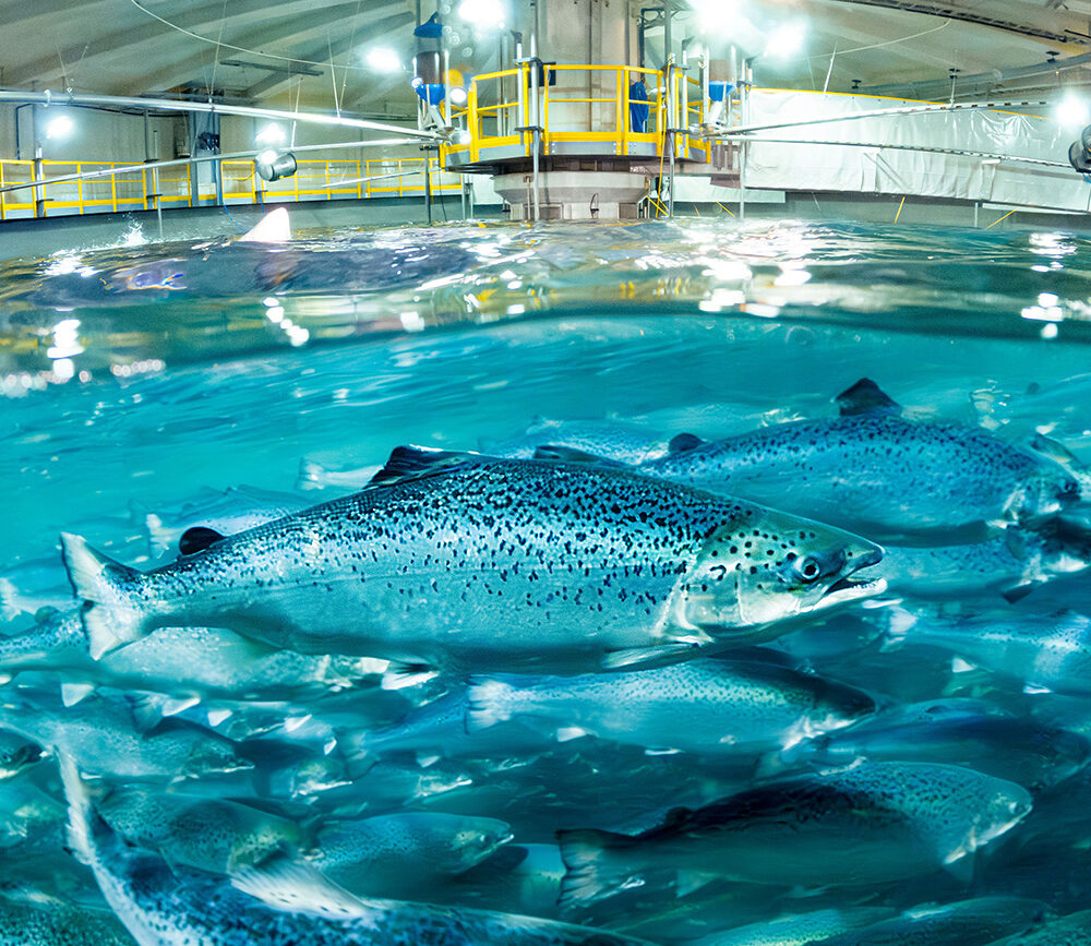 Salmon in fishtank at Indre Harøy. Photo