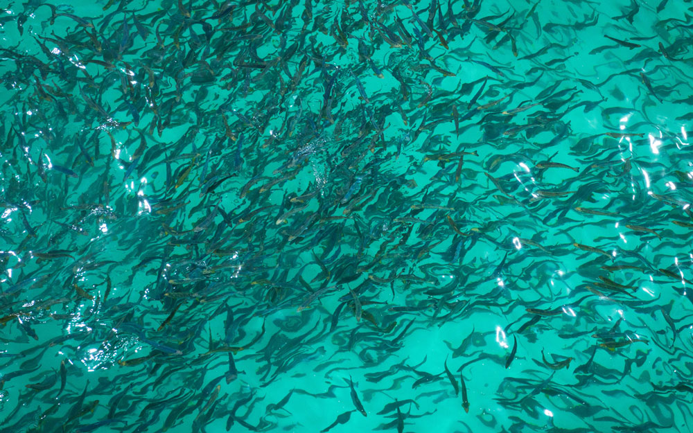 First Smolt to Phase 2 at Indre Harøy. Photo