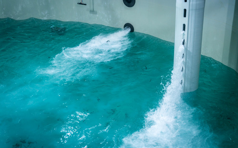 First Smolt to Phase 2 at Indre Harøy. Photo